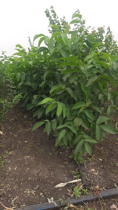 Саженци плодових дерев
