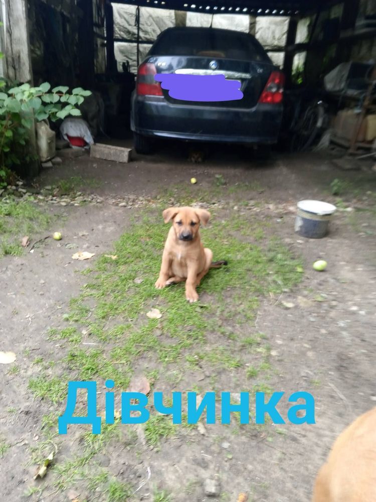 Безкоштовно собачка дівчинка
