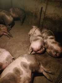 Продам свині мясні