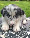 Border Collie Hektor Blue Merle