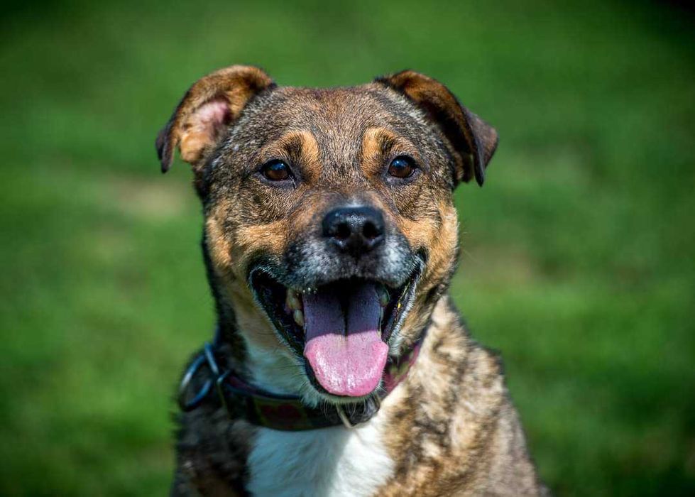 Toro - do adopcji