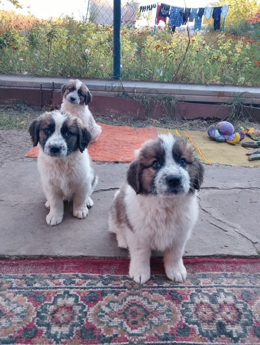 Вільні цуценята Московської сторожової