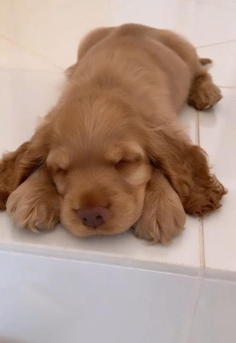 Продаються , готуються до продажу цуценята англійських спаніелів