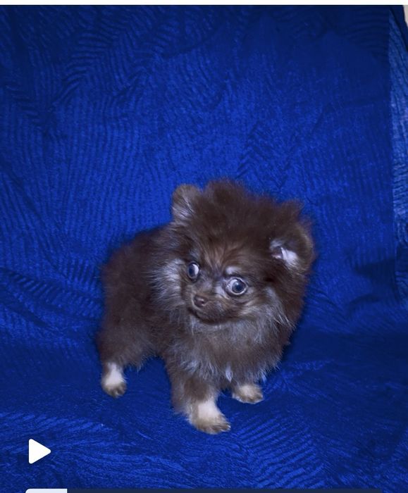 Мальчик шоколадный