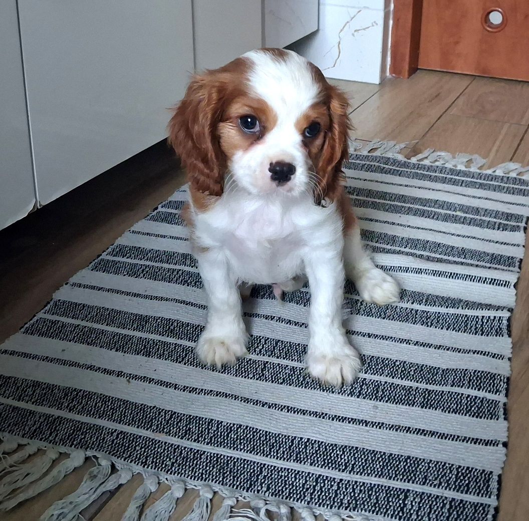 Cavalier King Charles Spaniel
