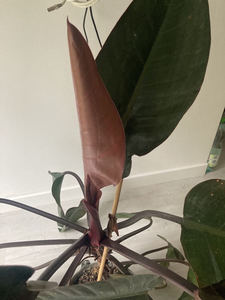 Philodendron Rojo Congo