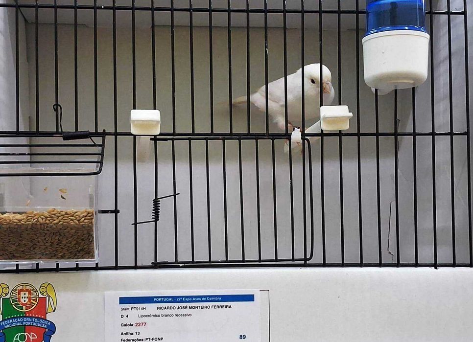 Canários de Competição e Criação