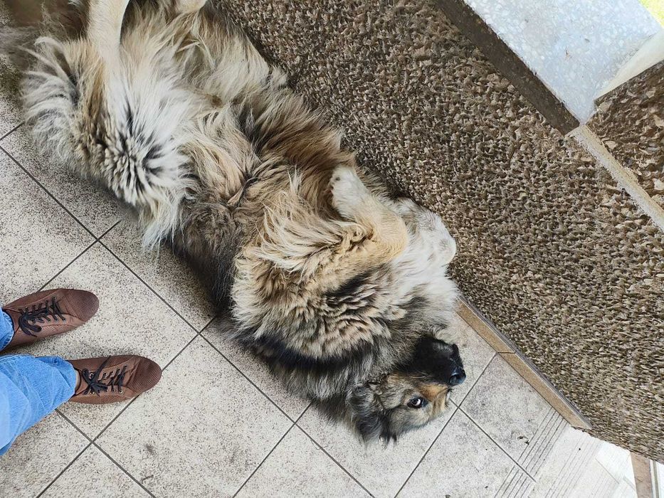 Ogłoszenie adopcyjne przepiękna suczka owczarka kaukaskiego szuka domu