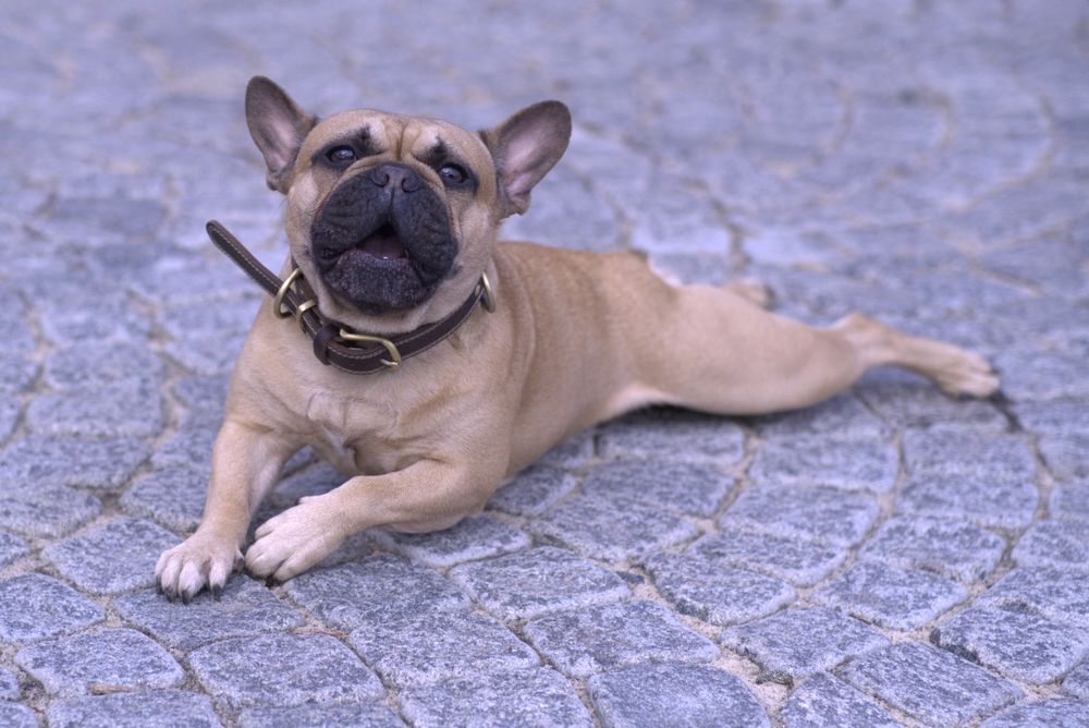 Вязка французький бульдог