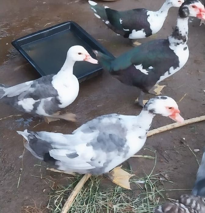 Vendo patos e patas