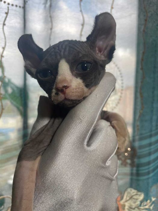 Продаётся кот породы Эльф тёмного окраса