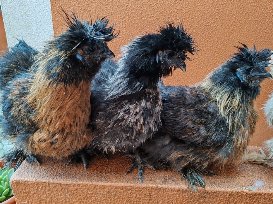 Sedosas barbudos e fracas cinza claro cores diversa