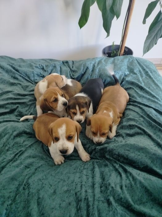 Beagle piesek ..