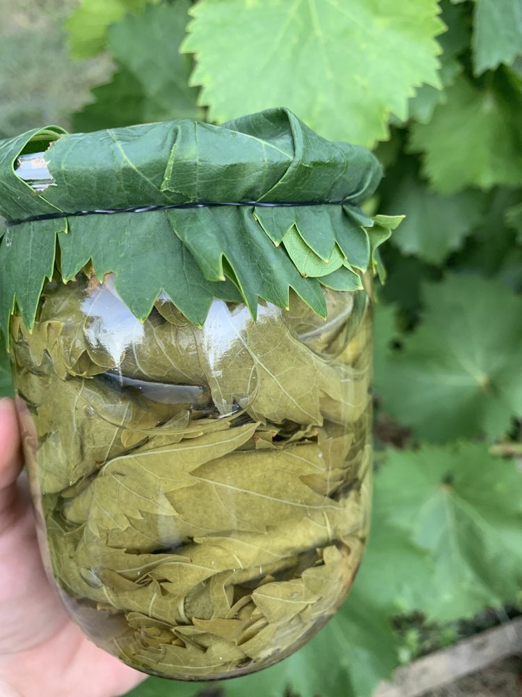 Виноградные листья