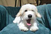 Coton de tulear. OKAZJA Niewystawowy, ale cudowny  rodowód ZKwP  (FCI)