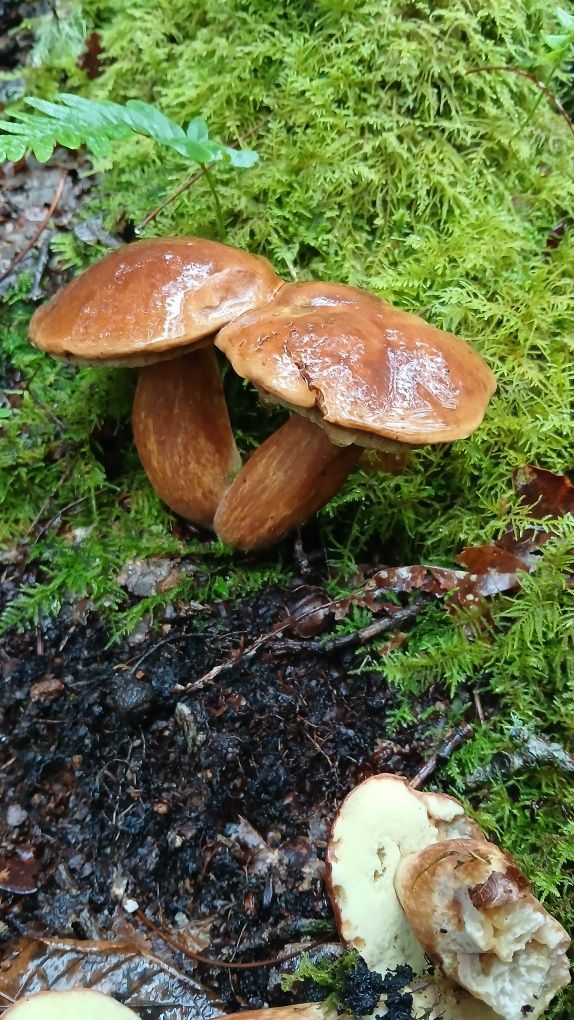 Cogumelos silvestres