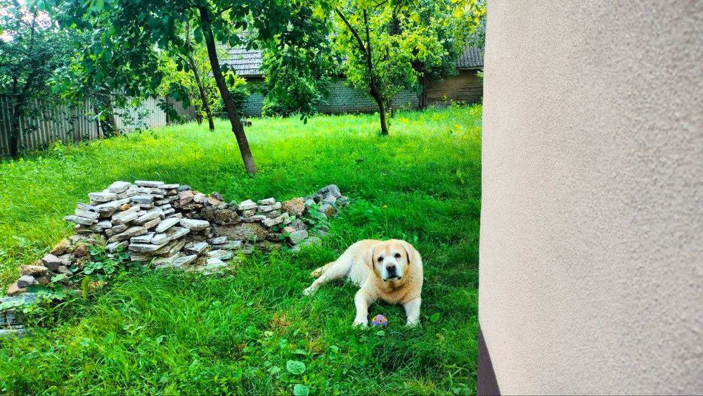 Лабрадор вязка шукаєм дівчинку