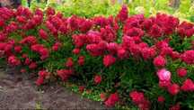 Hortensja bukietowa  ROSA czerwona 5l