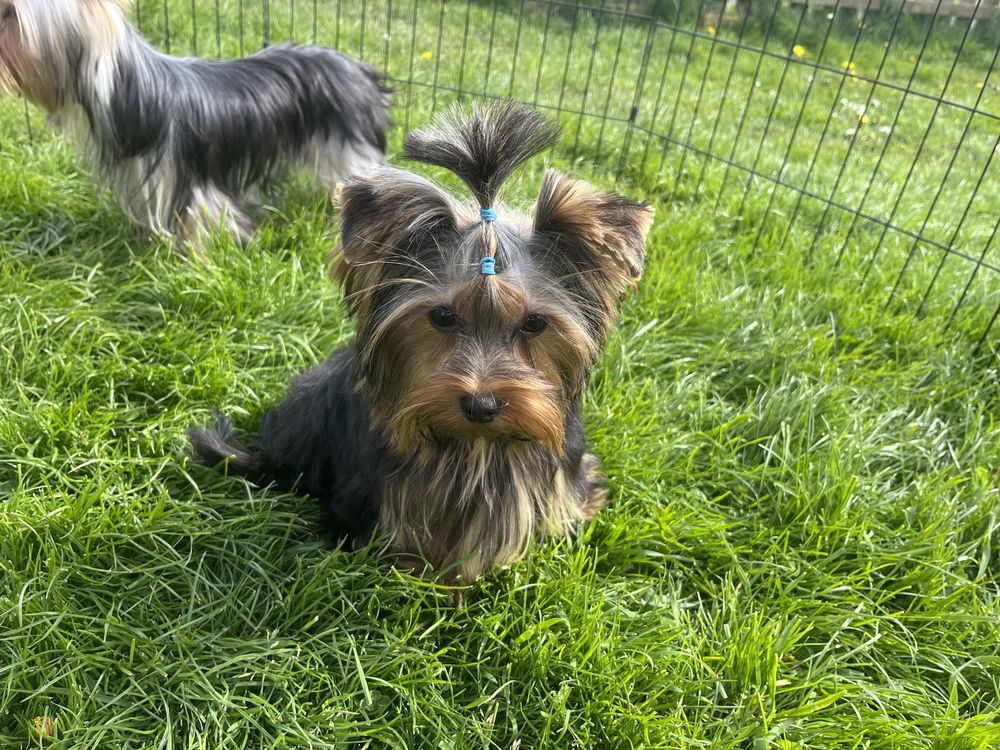 Yorkshire terrier