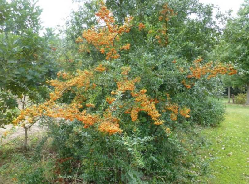 OGNIK SZKARŁATNY Golden Charmer - sadzonki w doniczkach