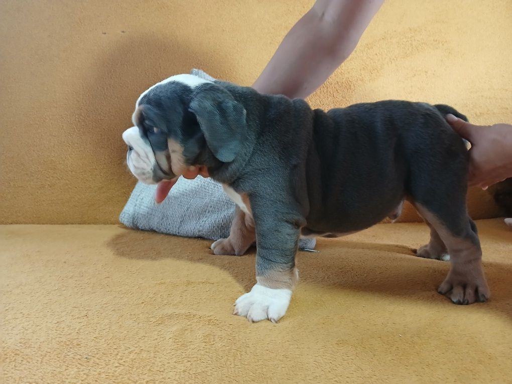 Buldog Angielski samiec Black and tan