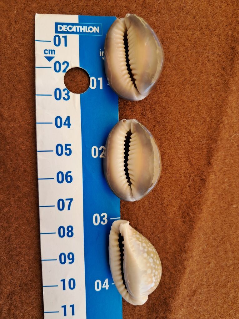 Conchas e búzios