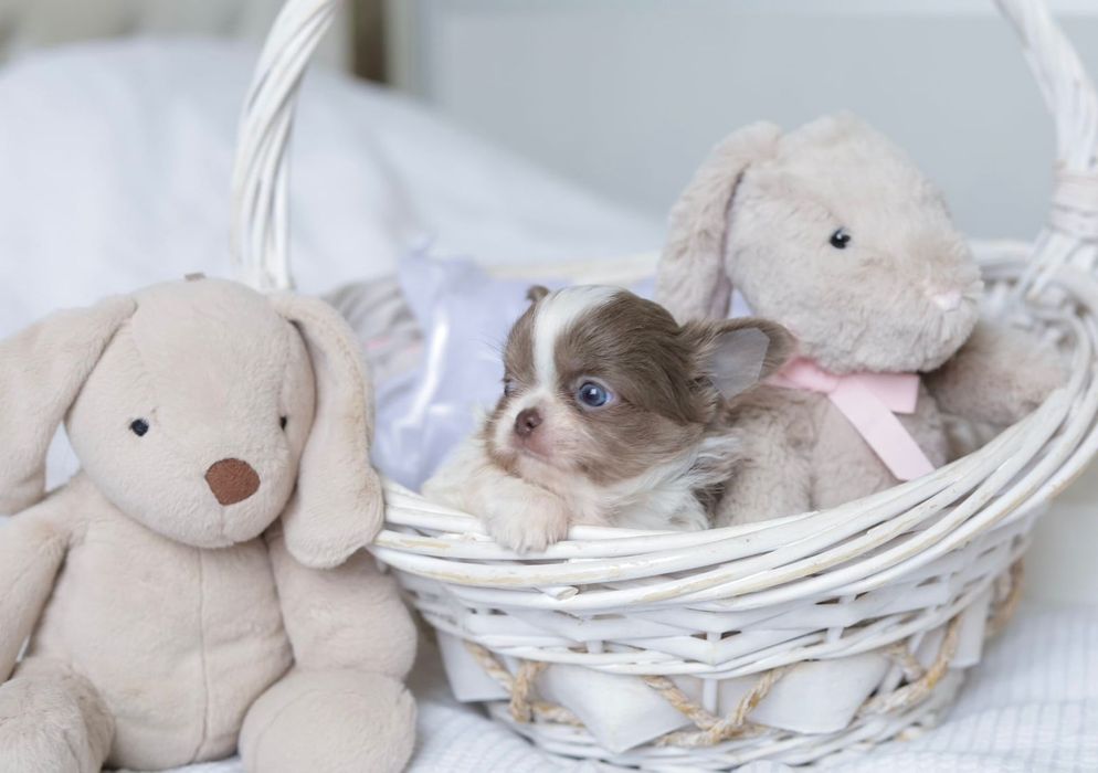 Xxxs chihuahua FCI chłopak