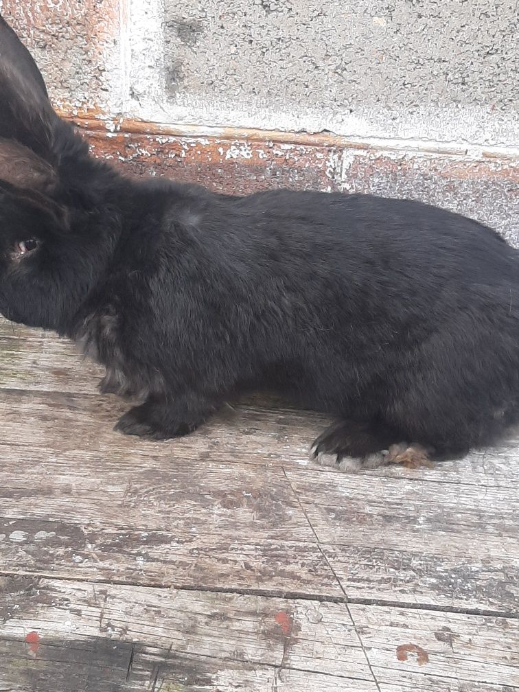 Sprzedam samice szaro wiek 7niesiecy waga 7,40 kg ucho 23 cm oraz samc