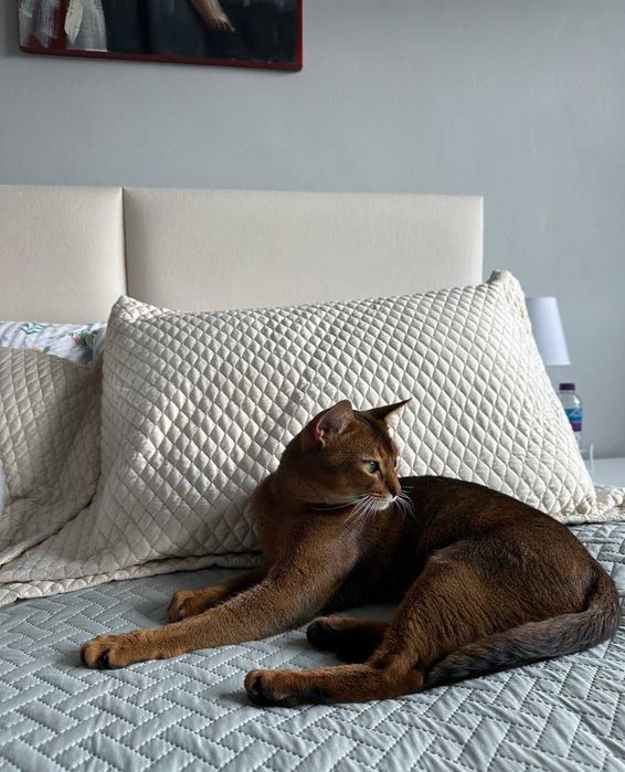 Габаритная девочка чаузи! Ласковая  рысь в вашем доме!