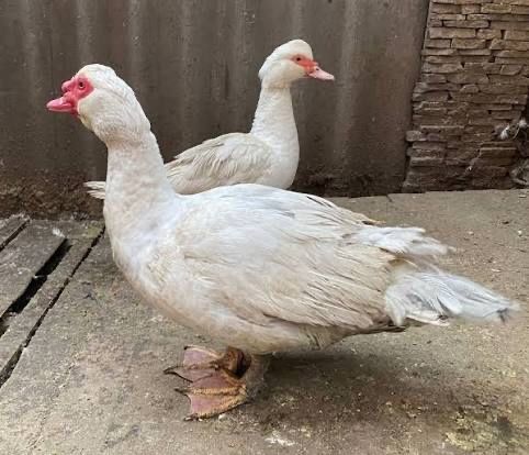 Пропонуємо мускусних качок