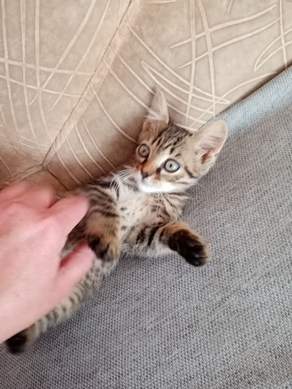 Кошеня. Хлопчик.