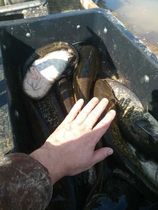 Sprzedaż detaliczna karpia, suma i amura na Boże Narodzenie