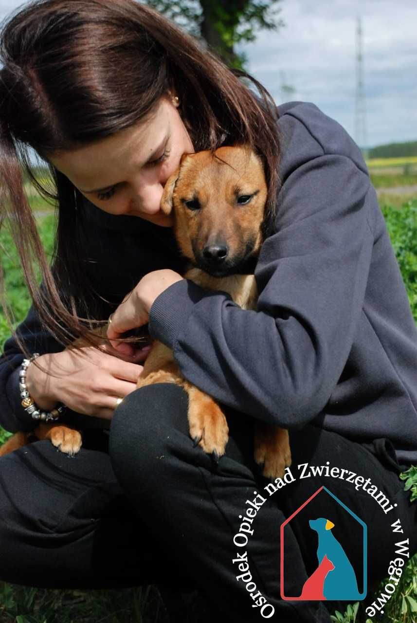 UROCZY, NIEDUŻY, bardzo delikatny i łagodny - pokochaj !!!