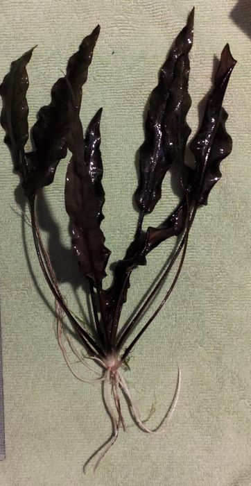 Cryptocoryne walkerii 1 sztuka
