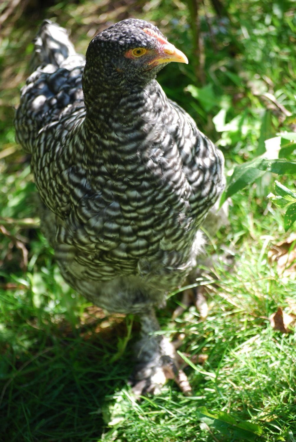 ovos galados de galinhas maline as realmente verdadeiras patas brancas