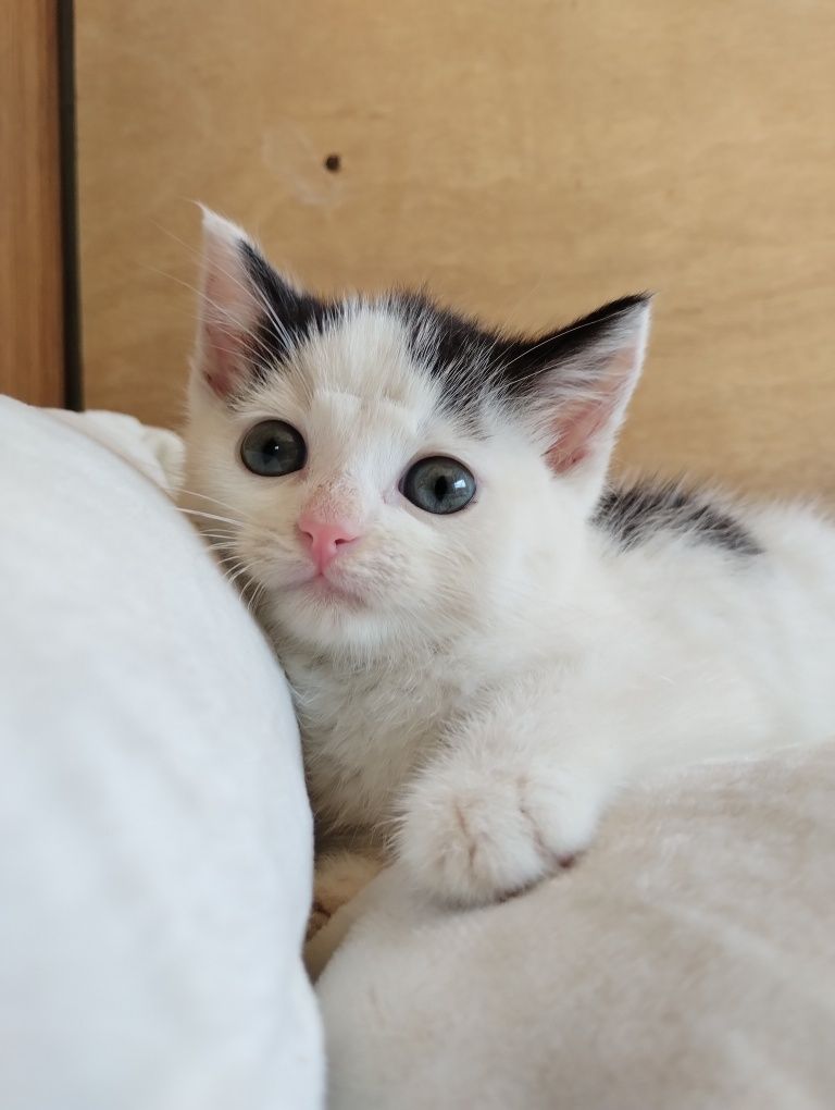 Mały Kotek Kot do adopcji