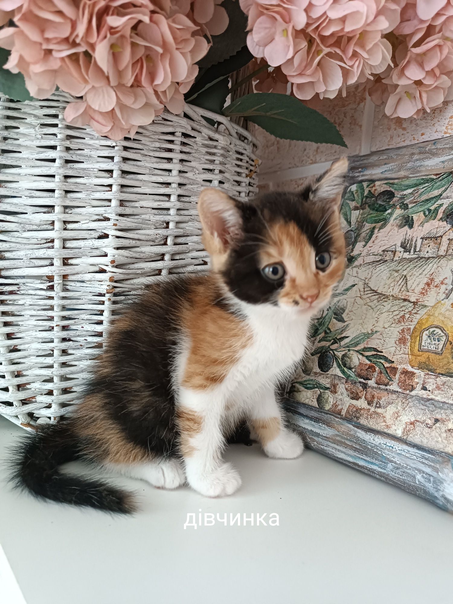 Кошенята в добрі руки!