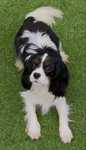 Cavalier King Charles Spaniel szczenię rodowod. ZKwP/FCI -Do Odbioru