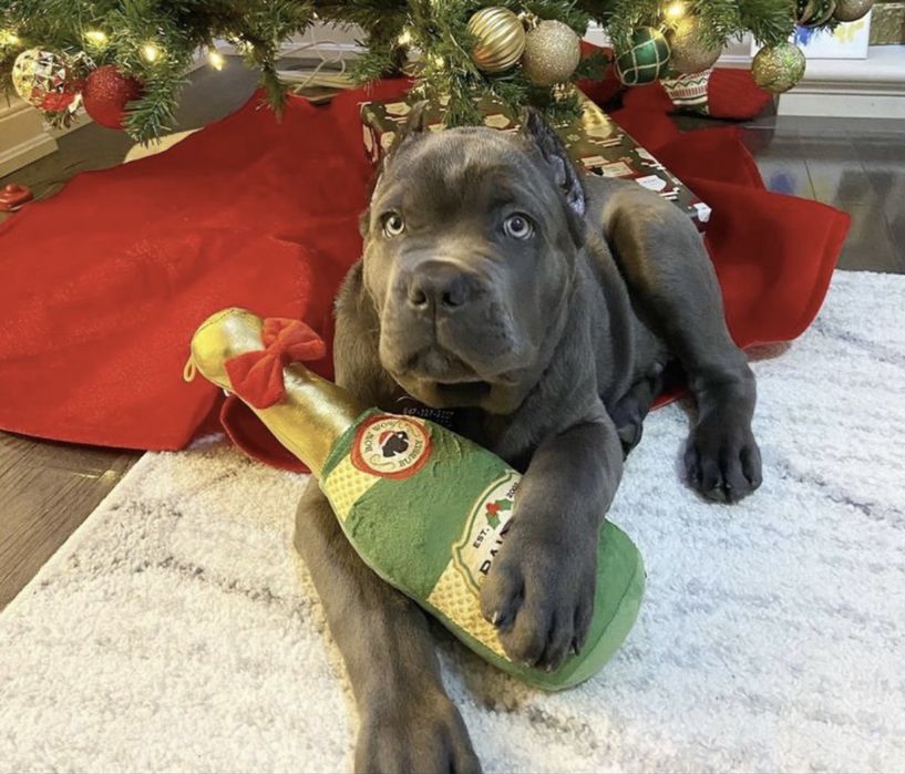 Елітні купірувані щеночки-Cane corso