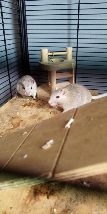 Samiec myszoskoczek adopcja