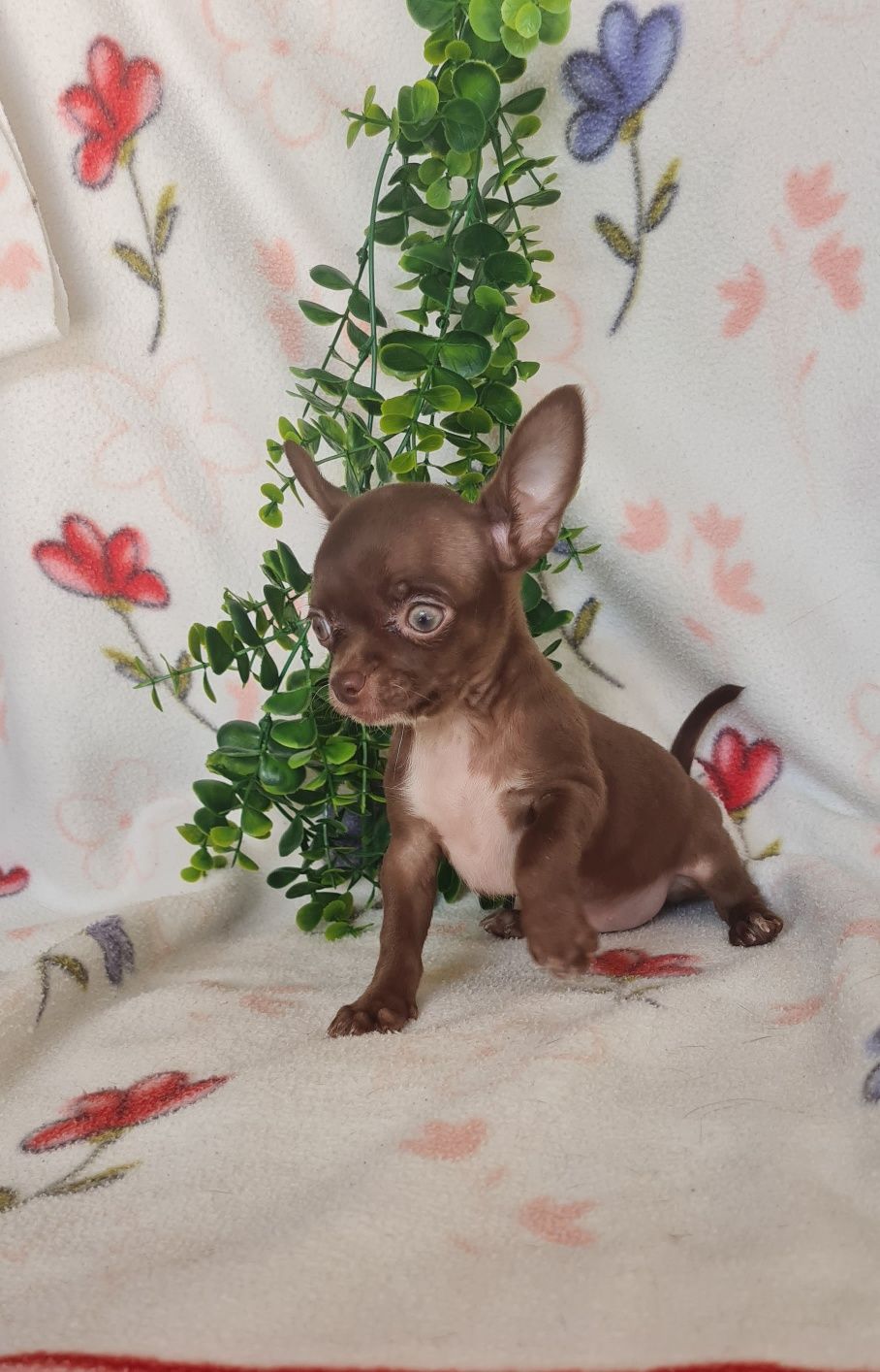 Lindíssima mini mini Chihuahua/Chiuaua LinhagemRussa.