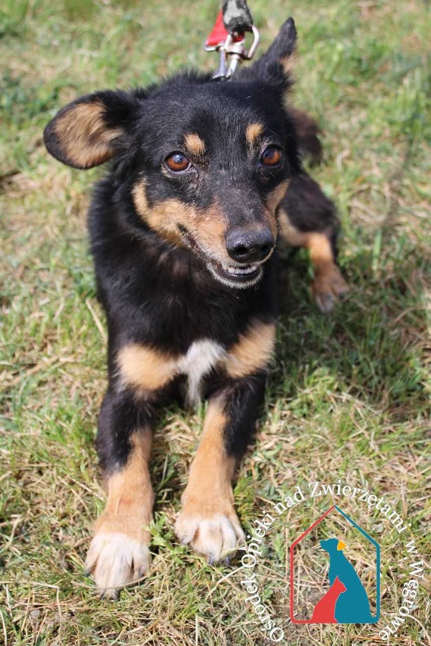 Malutki, młody piesek szuka domu! Adoptuj kruszynka!