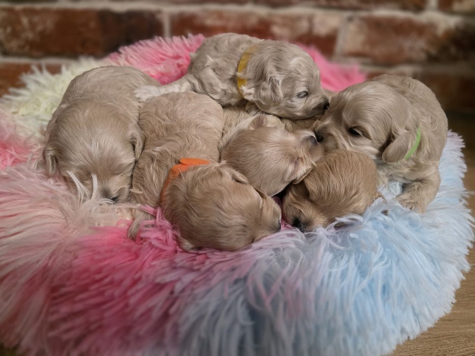 Maltipoo f1 piesek do  rezerwacji !!