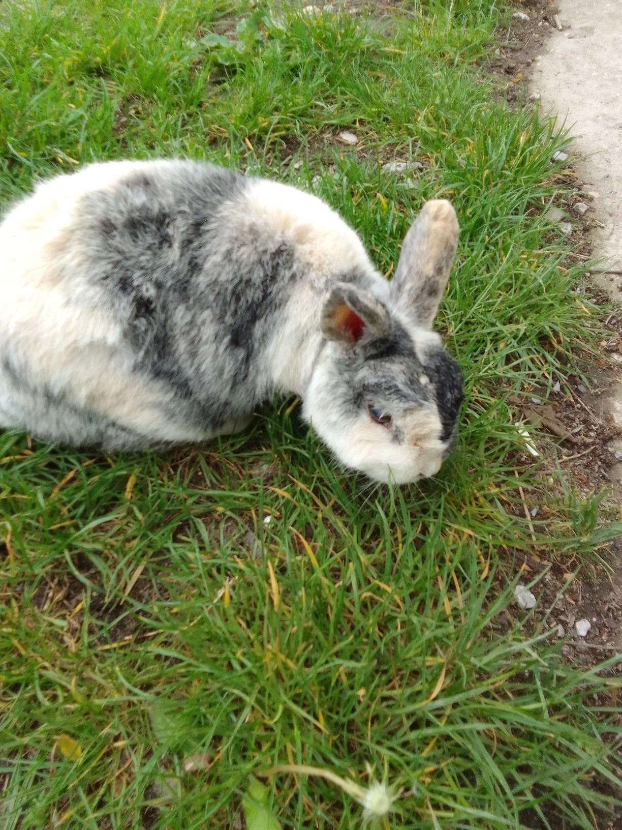 królik mini rex sprzedam