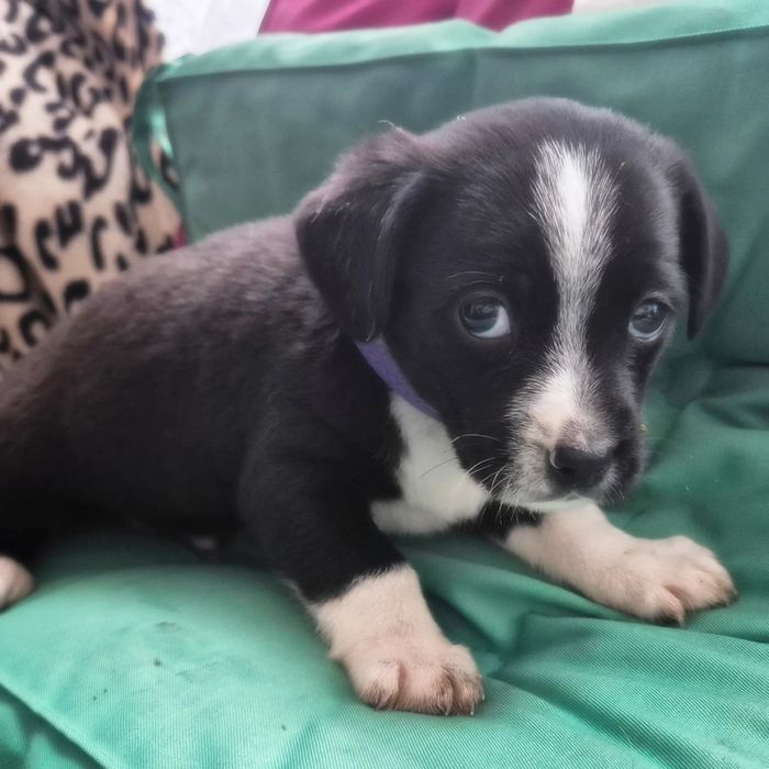 Прилаштовуються цуцики! Безкоштовна доставка та стерилізація за віком!