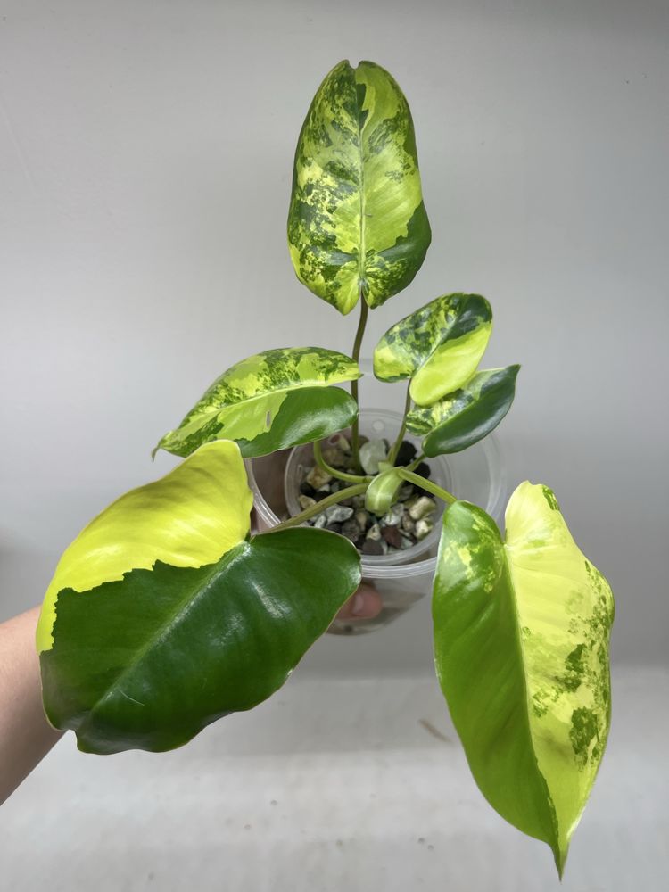 PHILODENDRON BURLE MARX VARIEGATA syngonium epipremnum monstera hoya