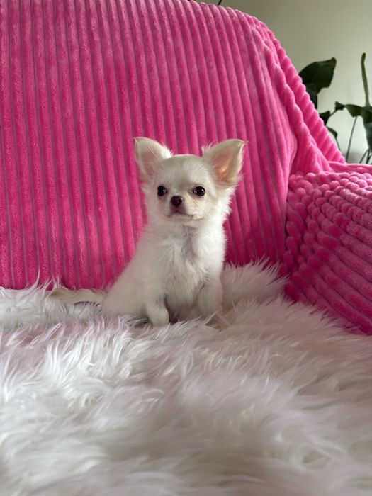 Chihuahua cudna mini dziewczynka