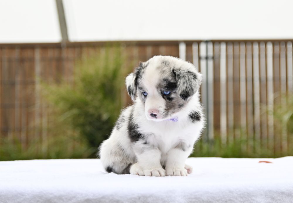 Welsh corgi cardigan