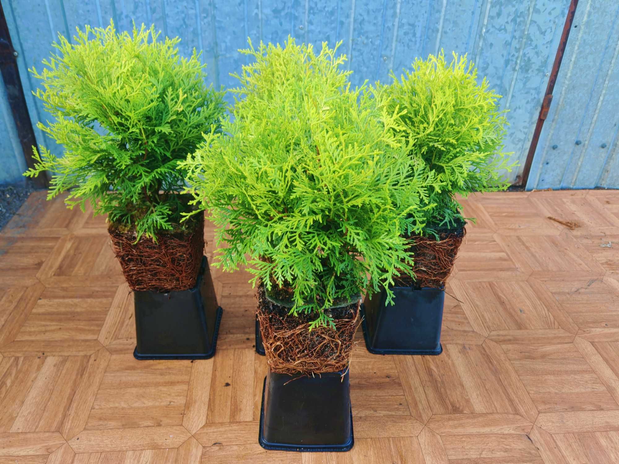 PIĘKNA Złota Thuja Danica Danika Gold Aurea kulka 4 letnia sadzonka