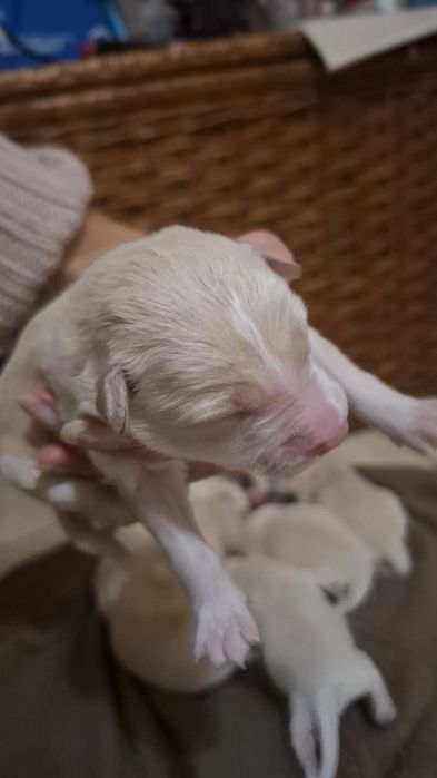 Цуцики золотистого ретривера